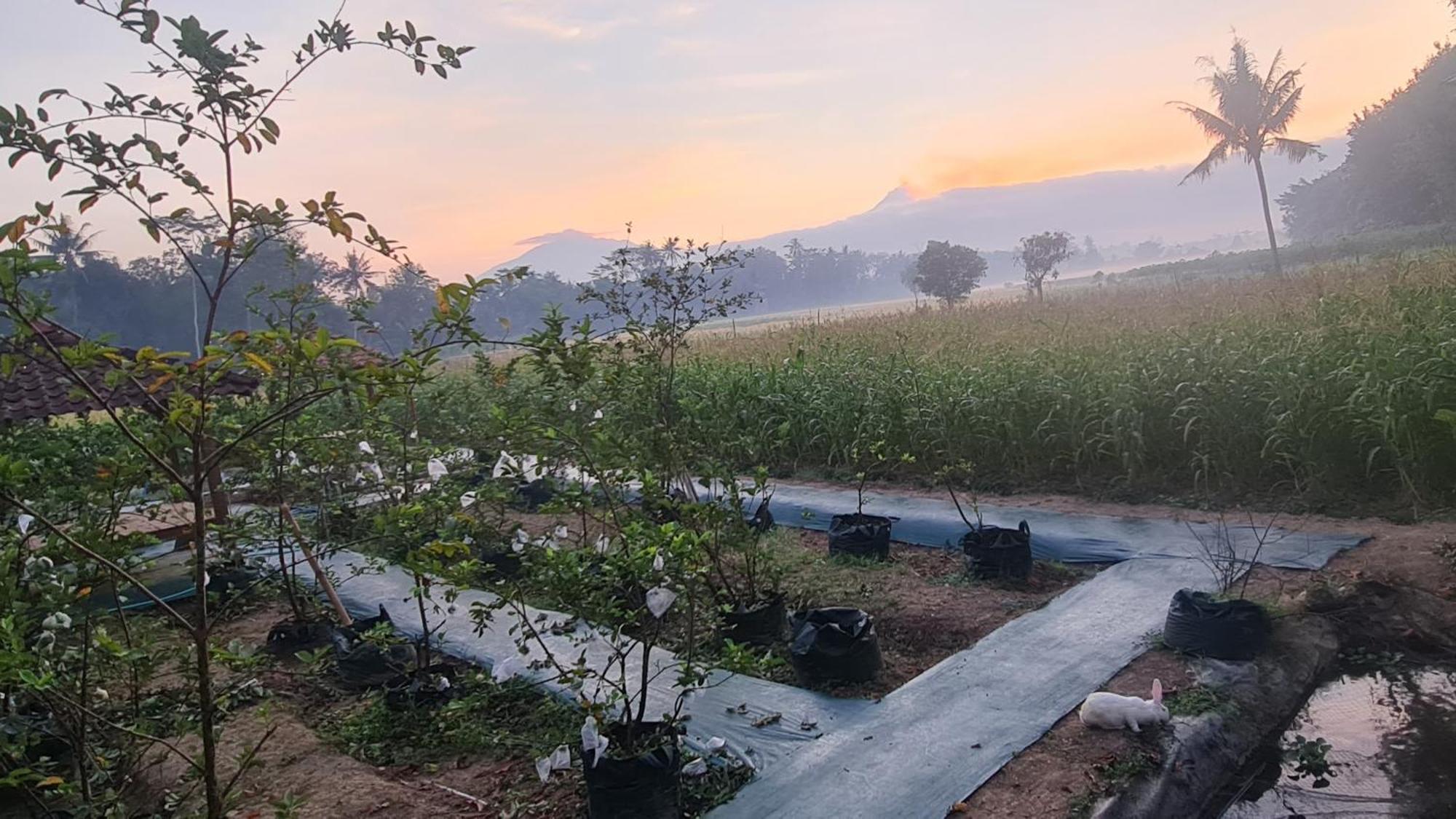Anugrah Borobudur Magelang Eksteriør billede